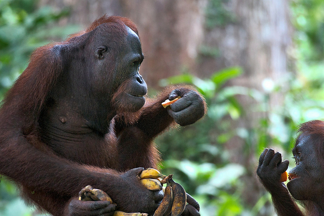 Заповедник Сепилок для орангутангов на Борнео