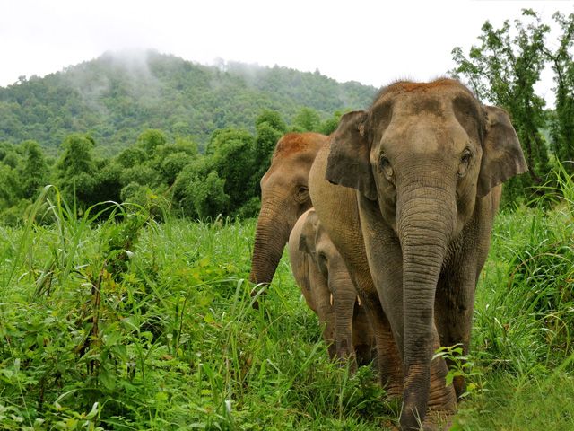 Заповедник Elephant Boon Lott в Таиланде